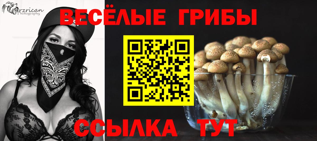 Псилоцибиновые грибы Psilocybe Новосибирск